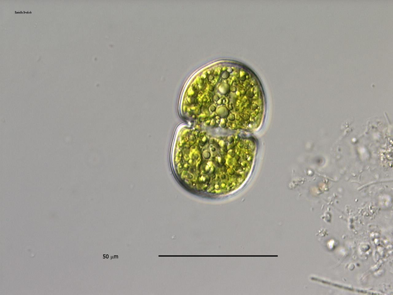 Cosmarium